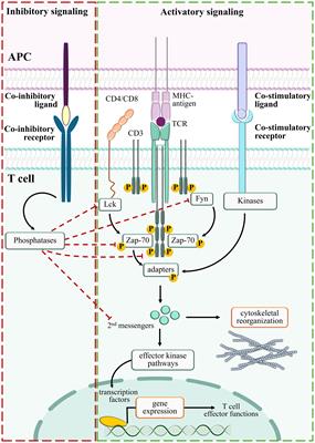 Rewiring the T cell-suppressive cytokine landscape of the tumor microenvironment: a new frontier for precision anti-cancer therapy